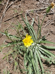 Nothocalais cuspidata