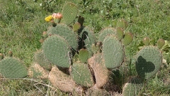 Opuntia leucotricha