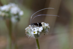 Adela singulella