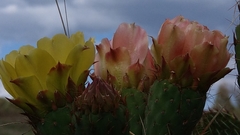 Opuntia leucotricha