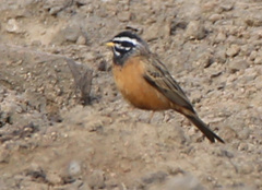 Emberiza tahapisi