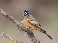 Emberiza tahapisi