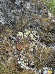 Saxifraga cespitosa