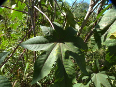 Ricinus communis