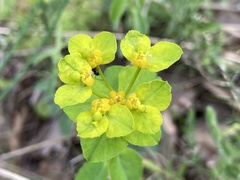 Euphorbia flavicoma