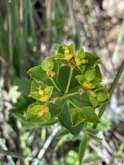 Euphorbia flavicoma