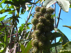 Ricinus communis