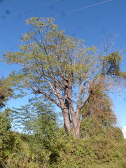 Enterolobium contortisiliquum