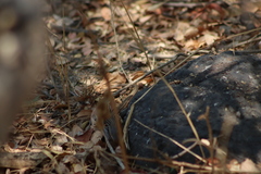 Aspidoscelis gularis