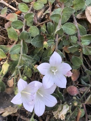 Campanula mollis