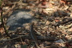 Aspidoscelis gularis