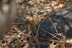 Aspidoscelis gularis