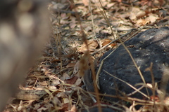 Aspidoscelis gularis