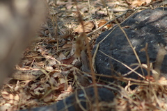 Aspidoscelis gularis