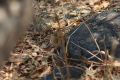 Aspidoscelis gularis