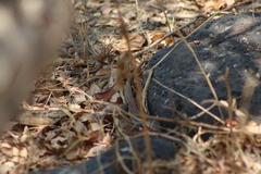 Aspidoscelis gularis