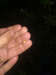 Lamprohiza mulsantii