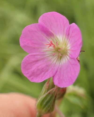 Southeastern Cranesbill (Geranium afrum)