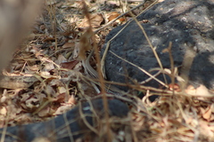 Aspidoscelis gularis