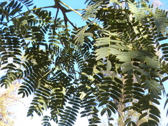 Enterolobium contortisiliquum