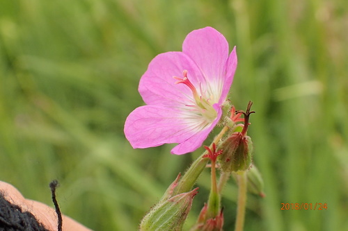 Image of Geranium afrum by no rights reserved