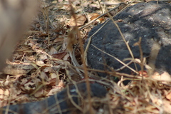 Aspidoscelis gularis