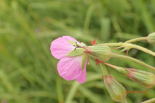Image of Geranium afrum by no rights reserved