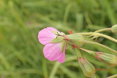 Geranium caffrum