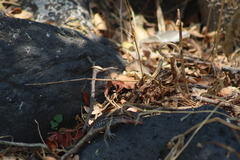 Aspidoscelis gularis