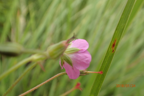 Image of Geranium afrum by no rights reserved