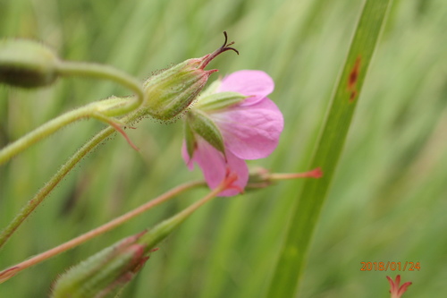 Image of Geranium afrum by no rights reserved