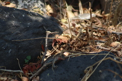 Aspidoscelis gularis