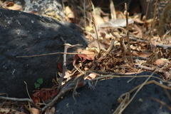 Aspidoscelis gularis