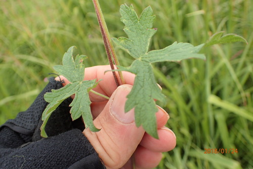 Image of Geranium afrum by no rights reserved
