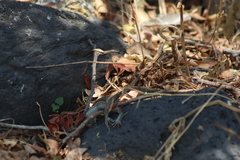 Aspidoscelis gularis