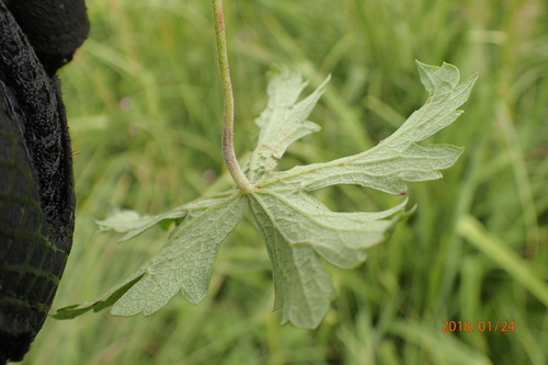 Image of Geranium afrum by no rights reserved