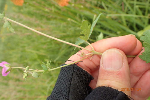 Image of Geranium afrum by no rights reserved