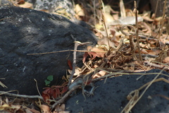 Aspidoscelis gularis