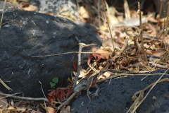 Aspidoscelis gularis