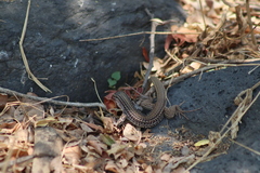 Aspidoscelis gularis