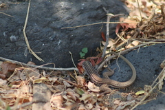 Aspidoscelis gularis