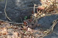 Aspidoscelis gularis