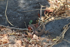 Aspidoscelis gularis