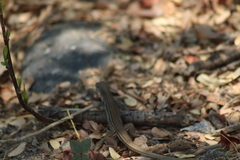 Aspidoscelis gularis