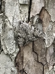 Catocala amica
