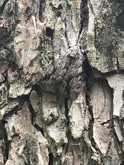 Catocala amica