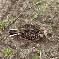 Alauda arvensis japonica