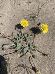 Agoseris apargioides