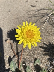 Agoseris apargioides