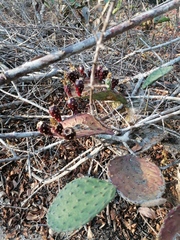 Opuntia decumbens